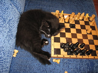 Image showing tired cat sleeps on chess