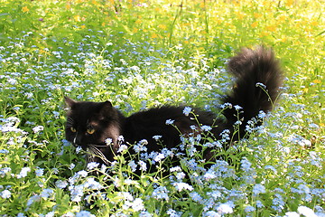 Image showing black cat in the bush of foget-me-not