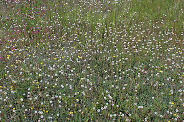 Image showing ripe dandelions on the green grass