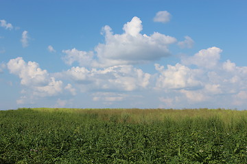 Image showing summer landscape with field and white clouds