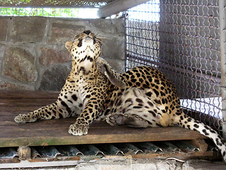 Image showing leopard scratching himself