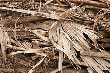 Image showing large stack of dried fronds and twigs