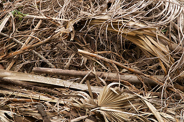 Image showing large stack of dried leaves and twigs