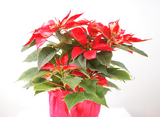 Image showing Poinsettia