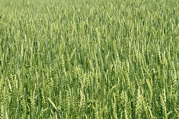 Image showing Green wheat ears