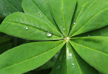 Image showing Leaf with raindrops