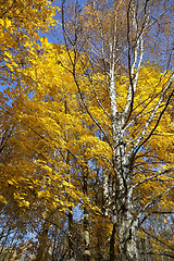 Image showing Beautiful autumn trees