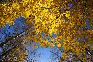Image showing Beautiful autumn trees and blue sky