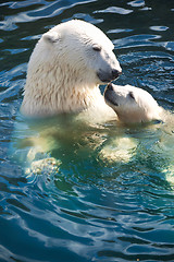 Image showing Polar bear