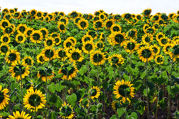 Image showing Sunflowers