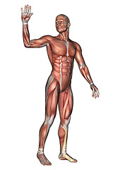 Image showing Male Anatomy Figure