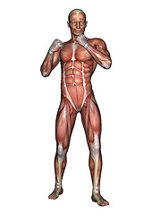 Image showing Male Anatomy Figure