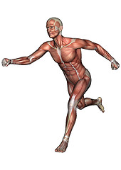 Image showing Male Anatomy Figure