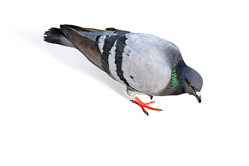 Image showing Pigeon on white