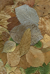 Image showing two backgrounds of dry leaf