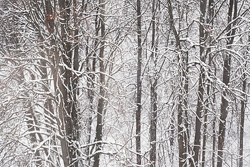 Image showing Winter trees background