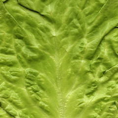 Image showing lettuce background, salad