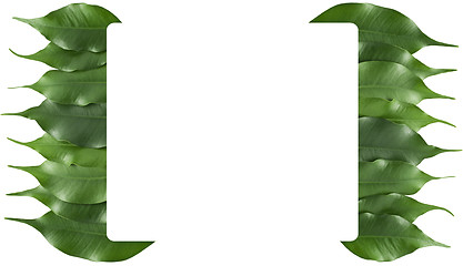 Image showing ficus leaf frame