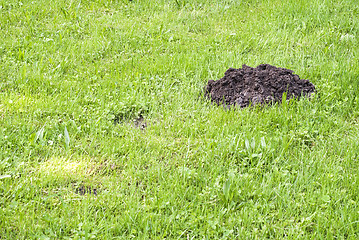 Image showing Mole mound