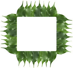 Image showing ficus leaf frame