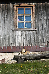 Image showing dog on the bench