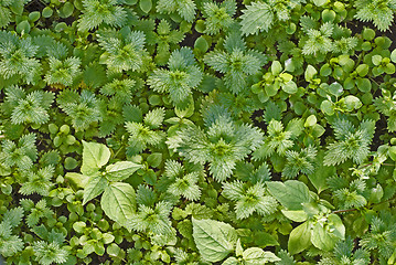 Image showing green nettles, weeds background