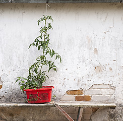 Image showing tomato seedling on the bench