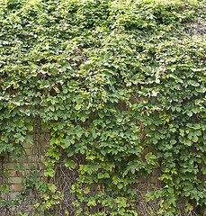 Image showing Green creeper