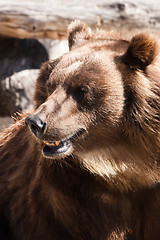 Image showing Bear