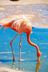 Image showing Flamingo