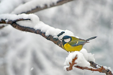 Image showing Blue Tit in the snow on a tree