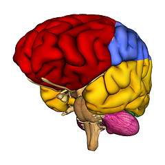 Image showing Human Brain Diagram