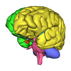 Image showing Human Brain Diagram