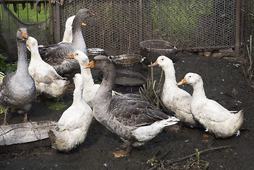 Image showing goose and ducks on a farm