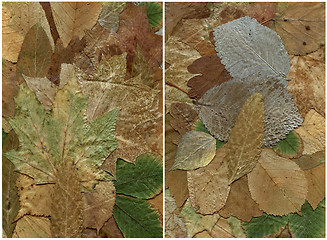 Image showing two backgrounds of dry leaf