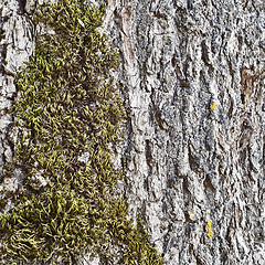 Image showing moss on the tree bark