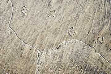 Image showing Seagull's foot in the sand