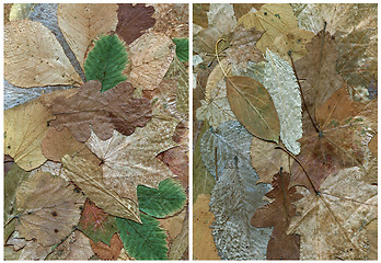 Image showing two backgrounds of dry leaf