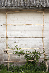 Image showing Green creeper plant climbing a  ladder, wall  background