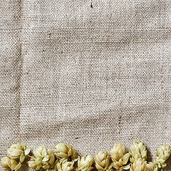 Image showing hop border on the linen background