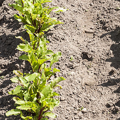 Image showing young beetroots