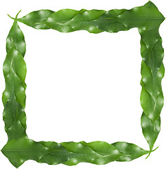 Image showing ficus leaf frame