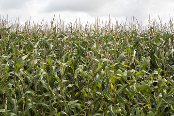 Image showing A green field of corn