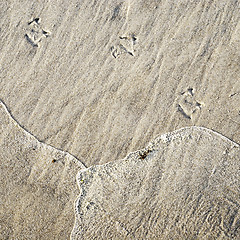 Image showing Seagull's foot in the sand