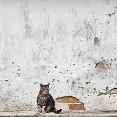 Image showing cat sitting on the bench