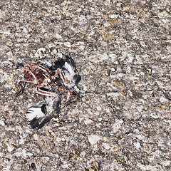 Image showing dead pigeon