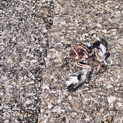 Image showing dead pigeon sceleton