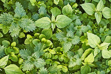 Image showing green nettles