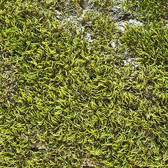 Image showing moss on the tree bark