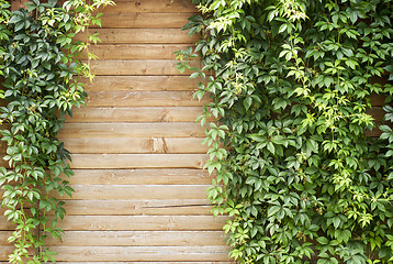 Image showing Green creeper plant